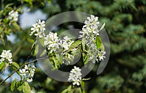 Close-up white blossoms of Amelanchier canadensis, serviceberry, shadberry or Juneberry tree on green blurred background.