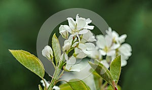 Close-up white blossoms of Amelanchier canadensis, serviceberry, shadberry or Juneberry tree on green blurred background