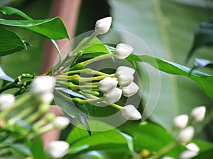 Close up White bouquet of Crepe jasmine, Clavel De La India, East Indian rosebay, Pinwheel flower in the garden photo