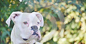 Close up of a white boxer dog.