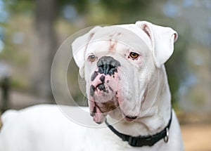 Close up of a white Boxer mixed breed dog