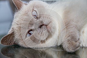 Close-up of white british shorthair cat on table glass surface