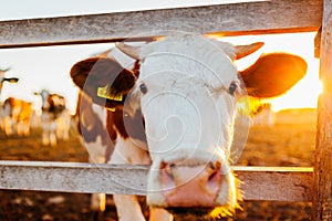 Close-up of white and brown cow on farm yard at sunset. Cattle walking outdoors in summer