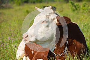 Close-up of a white-brown cow lying on green grass. A look to the side