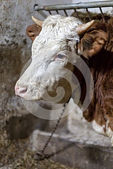 Close up white and brown cow portrait in barn