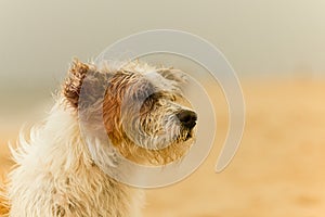 Close up of white and brown Crossbreed dog sit on the beach.