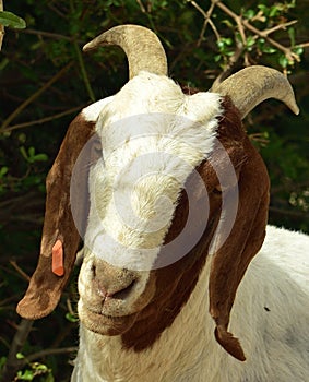 Close-up of a white and brown goat with brown eyes in the veld