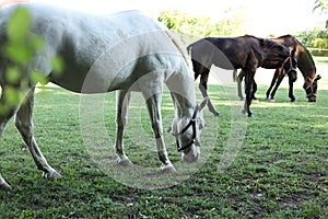 white and brown horses on a pasture