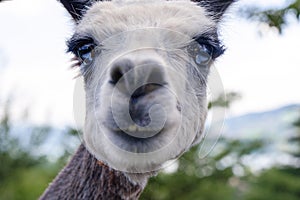 Close up of a white and brown llama in the farm in Switzerland.