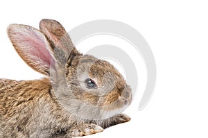 Close-up white brown rabbit
