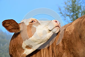 Close up of a white and brown spotted cow turning her head and looking back