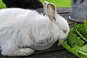 Close-up white bunny rabbit outdoors. Little, cute, sit and eat leav in garden. photo