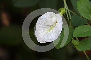 Close up of White Butterfly pea flower.