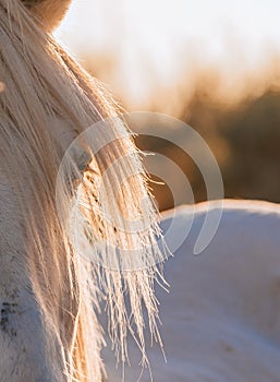 Close-up of a white Camargue horse.