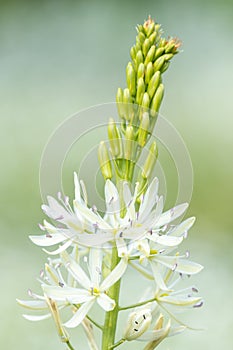 Camassia camassia quamash flower photo