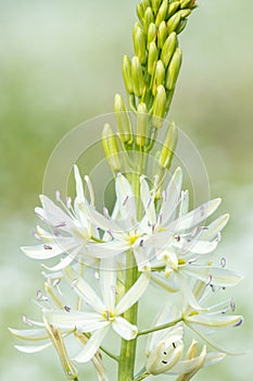 Camassia camassia quamash flower photo