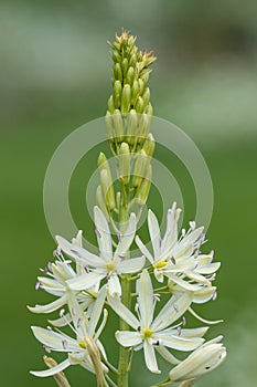 Camassia camassia quamash flower photo