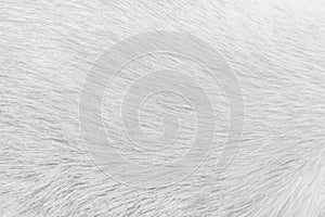 White cat fur texture for background , Natural animal patterns skin