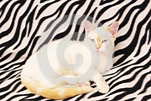 Close-up of a white cat with red spots and blue eyes. White Angora cat on a black-white background. cat close up