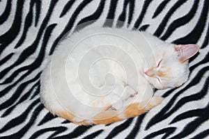 Close-up of a white cat with red spots and blue eyes. White Angora cat on a black-white background. cat close up