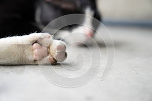 Close up white cat`s leg with pink paw, sleeping cat on cement g