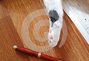 Close-up of a white cat`s paw playing with a pen on the floor in a home interior, funny frame, humor