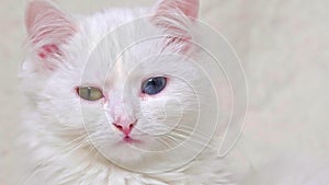 Close-up white cat. White cat thinks white cat looking into the distance and thinking about something. Slow motion