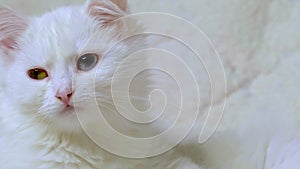 Close-up white cat. White cat thinks White cat looking into the distance and thinking about something. slow motion