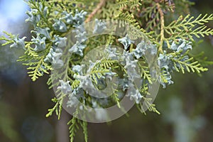 Close up of white cedar flowering branches