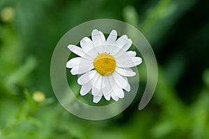 Close up of white chamomile with rain drops in soft focus