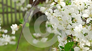 Close-up of a white cherry blossom blooming in a garden. Flowering trees in spring in country.