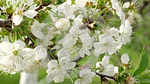 Close-up of a white cherry blossom blooming in a garden. Flowering trees in spring in country.