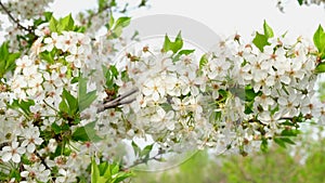 Close-up of a white cherry blossom blooming in a garden. Flowering trees in spring in country.