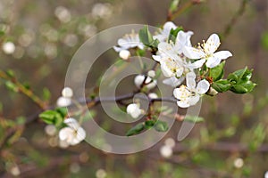 CLose-up of white cherry blossom. Flowering fruit tree in the spring garden. Branch of wild cherry with flowers