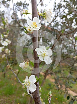 Close-up of white cherry blossom flowers with soft focus and shallow depth of field