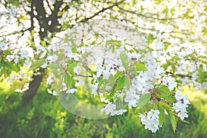 Close up of white cherry blossoms