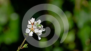 Close-up of white cherry flowers Nanking cherry or Prunus Tomentosa against dark green spring garden