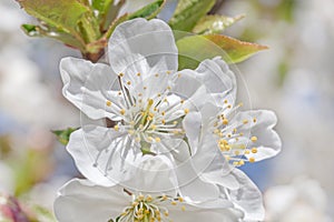 White cherry tree blossoming at spring