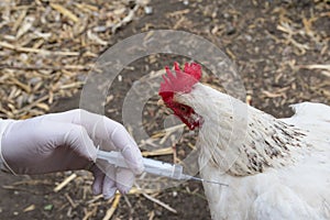 Da bianco guanti mano un siringa. da genetico ingegneria clinico studi da medicinali 