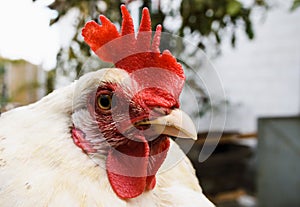 Closeup head of a white hen on a farm photo