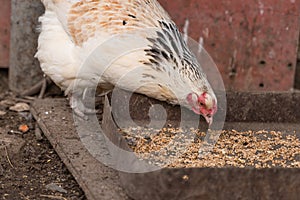 Close-up white chicken pecks wheat. Outdoor poultry feeder