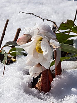 Close-up of the white Christmas rose or black hellebore helleborus niger surrounded and covered with white snow in early spring