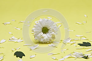 Close up White Chrysanthemum