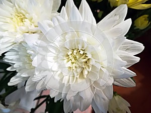 White chrysanthemum flower photo