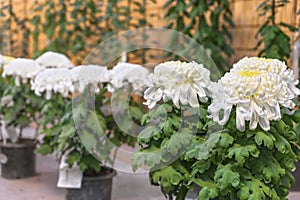 Close-up on white Chrysanthemum morifolium flowers in Meiji-Jingu Shrine.