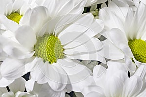 Close up of white chrysanthemums