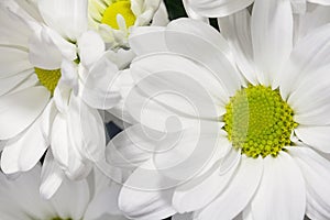 Close up of white chrysanthemums on black background