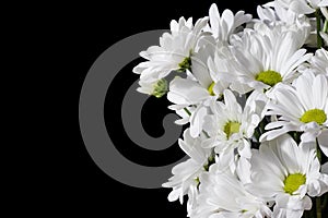 Close up of white chrysanthemums on black background copy space