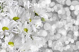 Close up of white chrysanthemums on grey background