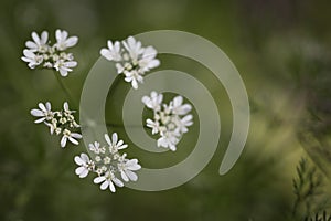 Close-up of white Cilantro flowers